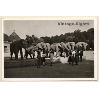 Hellabrunn: Münchner Tierpark / Elefantenherde (Vintage PC 1957)