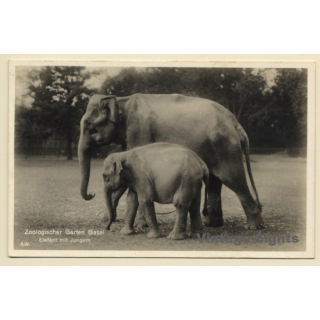Basel: Zoologischer Garten / Elefantenkuh mit Baby (Vintage PC 1929)
