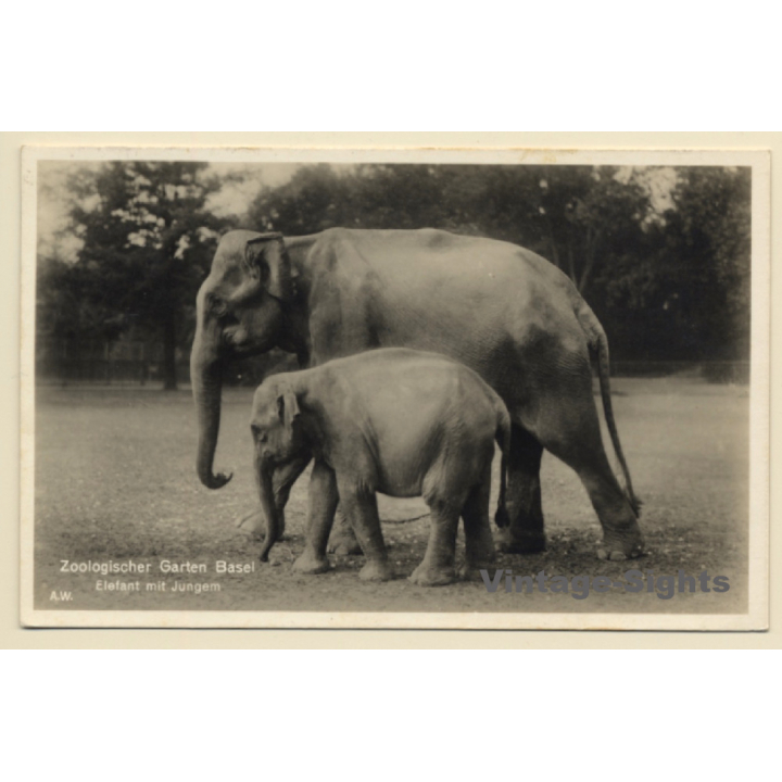 Basel: Zoologischer Garten / Elefantenkuh mit Baby (Vintage PC 1929)