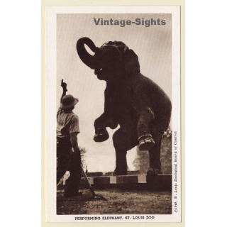 Saint Louis Zoo / USA: Performing Elephant (Vintage PC 1949)