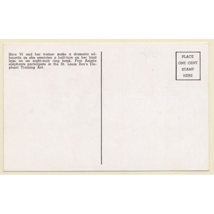Saint Louis Zoo / USA: Performing Elephant (Vintage PC 1949)