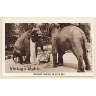 Saint Louis Zoo / USA: Elephant Training (Vintage PC 1949)
