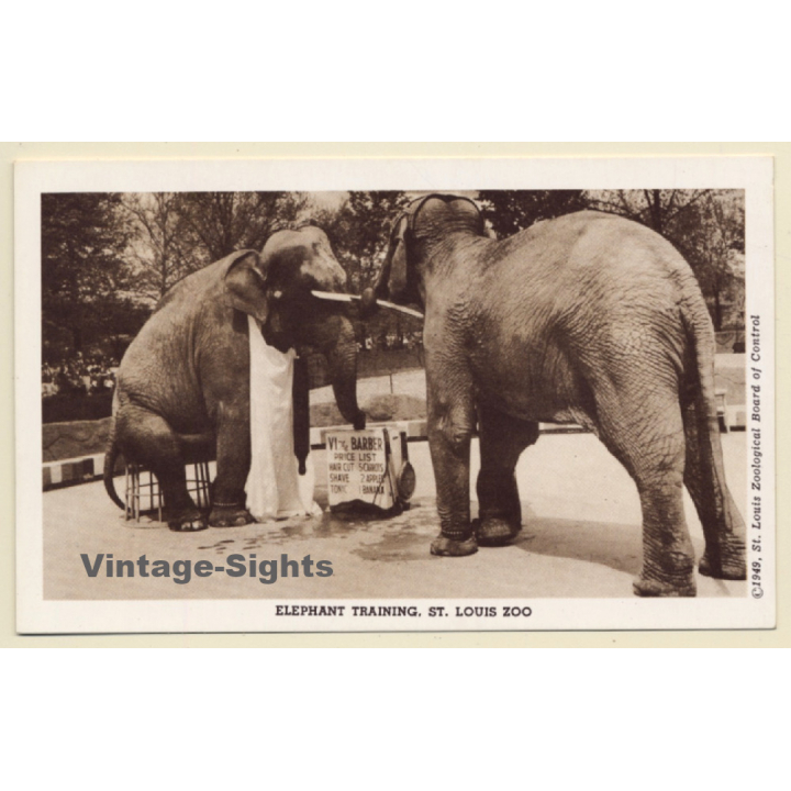 Saint Louis Zoo / USA: Elephant Training (Vintage PC 1949)