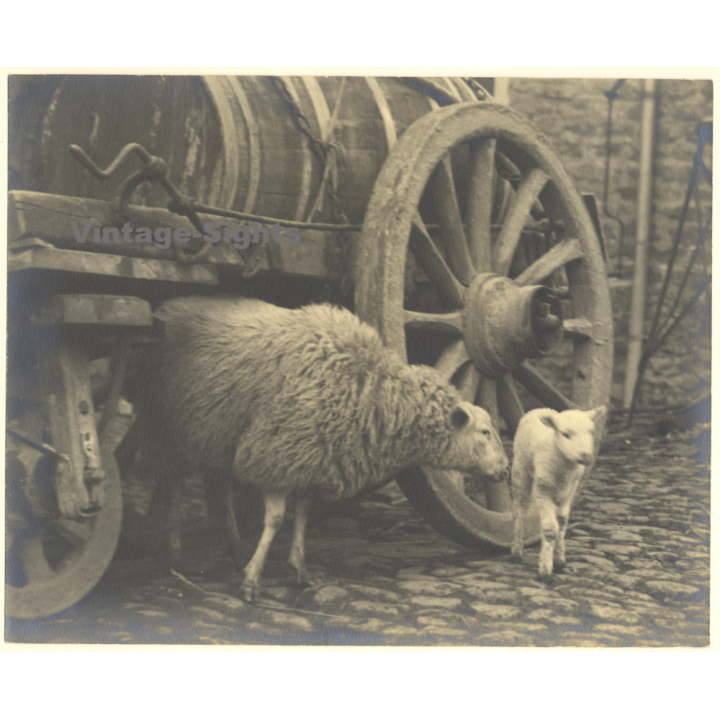 Sheep & Lamb In Front Of Horse-Drawn Carriage (Large Vintage Photo ~1910s/1920s)