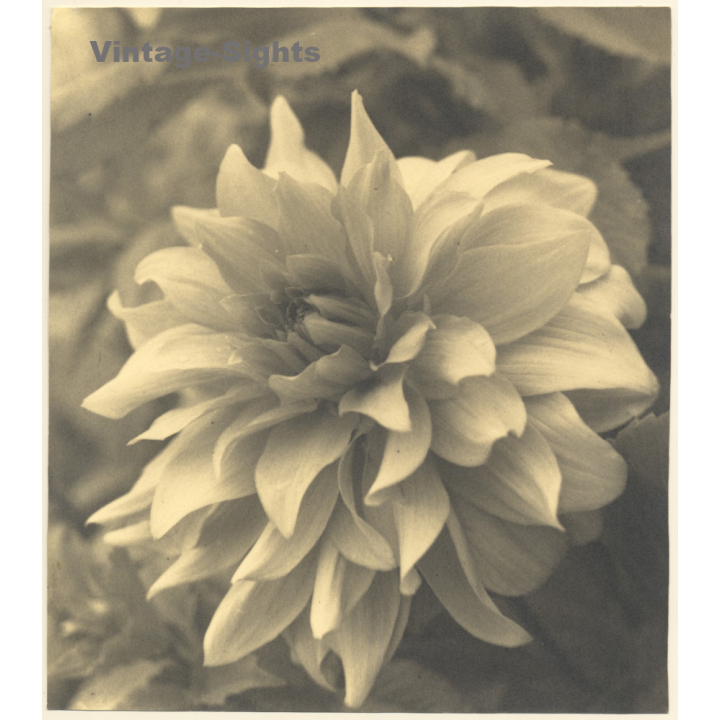 Still Life: Dahlia In Full Bloom (Large Vintage Photo ~1910s/1920s)