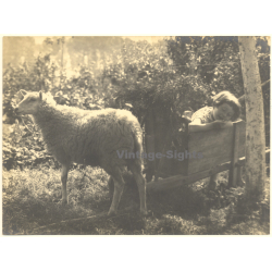 Little Girl In Feeding Trough Beside A Sheep (Large Vintage Photo ~1910s/1920s)
