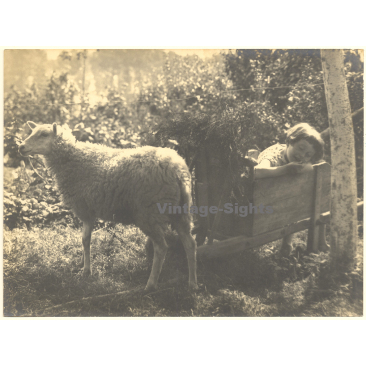 Little Girl In Feeding Trough Beside A Sheep (Large Vintage Photo ~1910s/1920s)