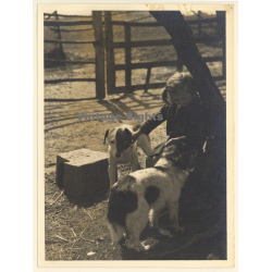 Little Girl Caressing 2 Dogs On Farm (Large Vintage Photo ~1910s/1920s)