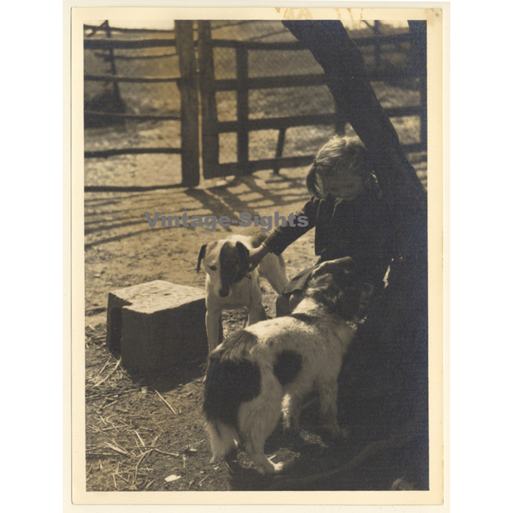 Little Girl Caressing 2 Dogs On Farm (Large Vintage Photo ~1910s/1920s)