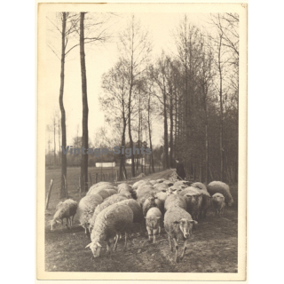 Shepherd With His Flock Of Sheep / Poblars (Large Vintage Photo ~1910s/1920s)