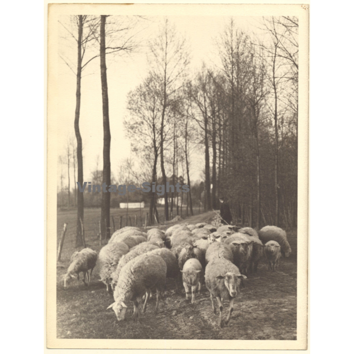 Shepherd With His Flock Of Sheep / Poblars (Large Vintage Photo ~1910s/1920s)