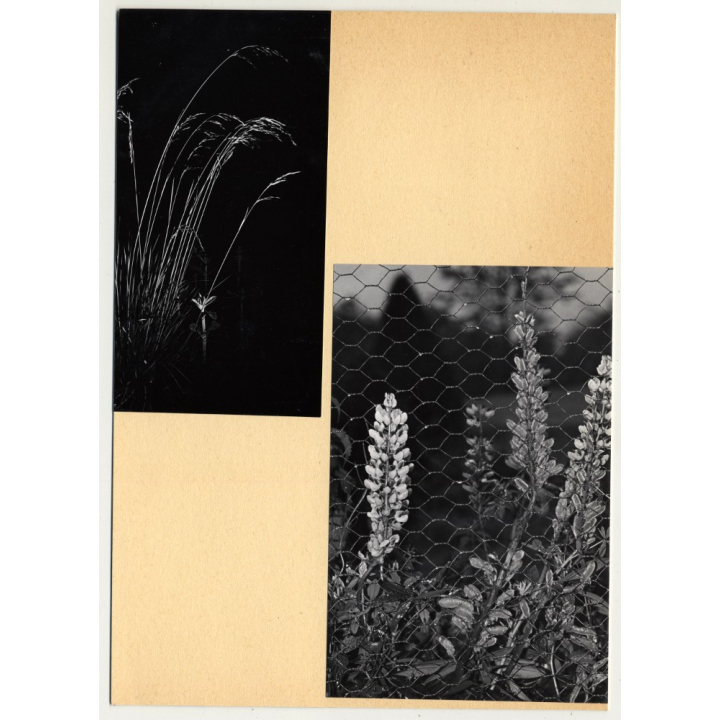 Wuppertal Suspension Railway / Wuppertaler Schwebebahn (Vintage Photo B/W 1966)