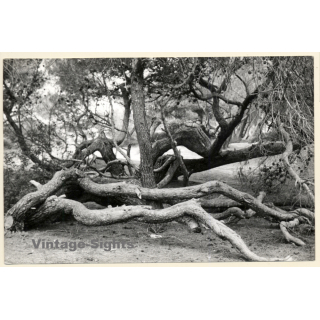 Mallorca: Great Take Of Pine Forest / Tree (Vintage Photo ~1960s)