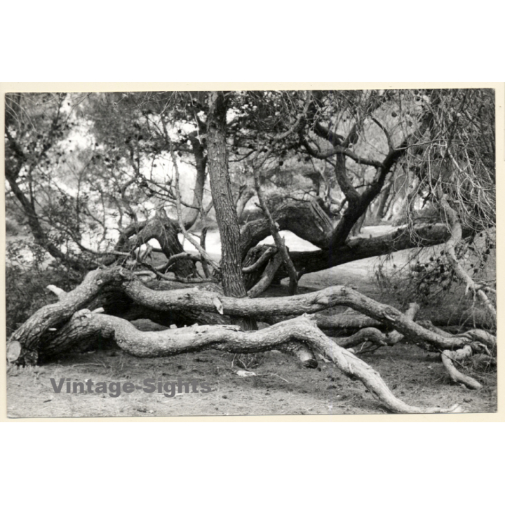 Mallorca: Great Take Of Pine Forest / Tree (Vintage Photo ~1960s)
