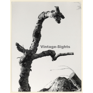 Mallorca: Great Take Of Dead Oak Tree (Vintage Photo ~1960s)
