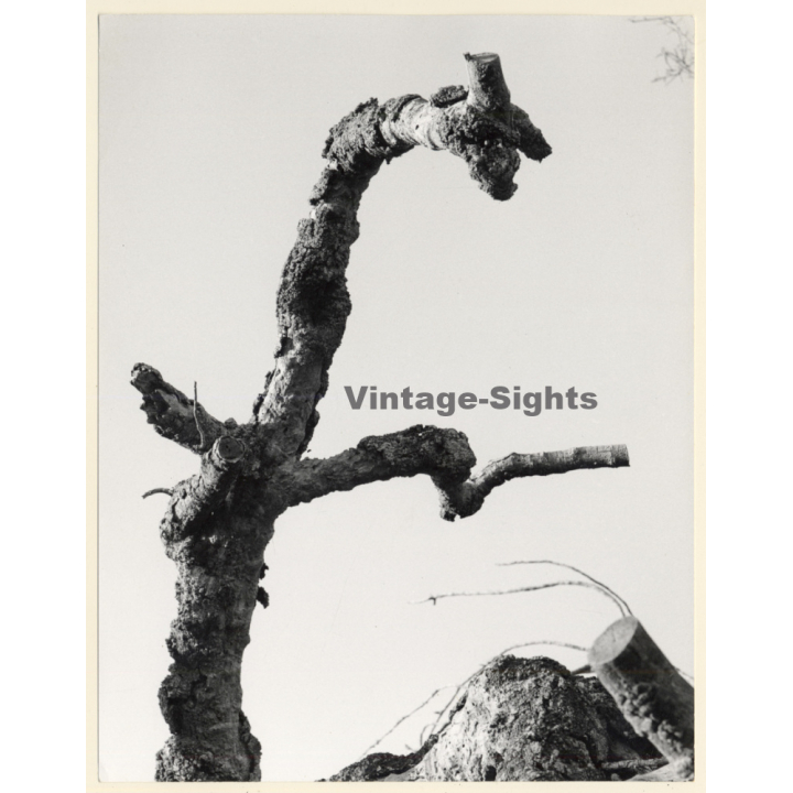 Mallorca: Great Take Of Dead Oak Tree (Vintage Photo ~1960s)