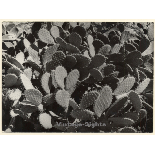 Mallorca: Detail Of Large Prickly Pear Cactus / Feigenkaktus (Vintage Photo ~1960s)