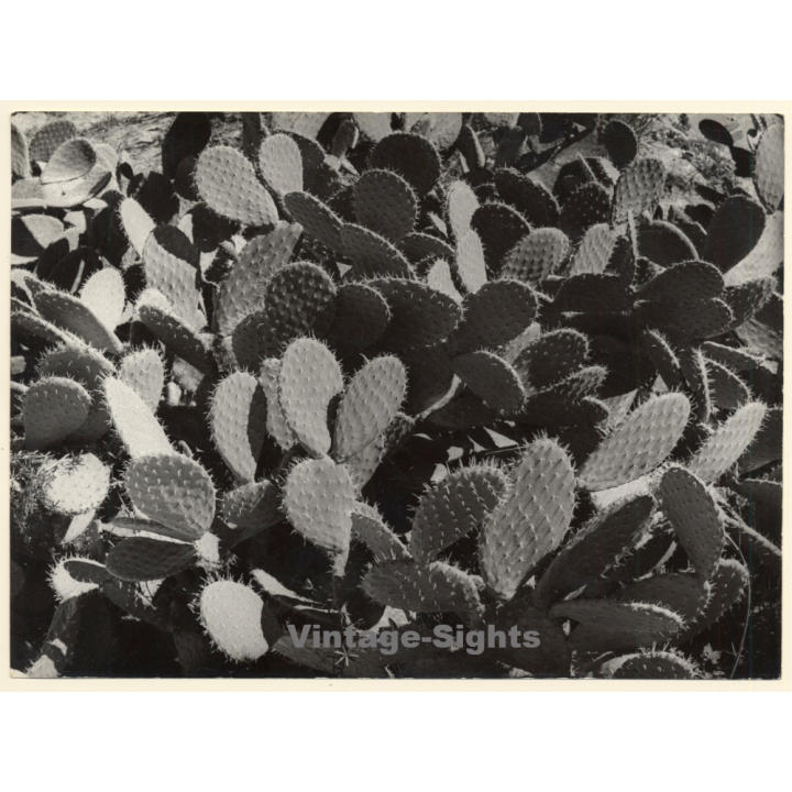 Mallorca: Detail Of Large Prickly Pear Cactus / Feigenkaktus (Vintage Photo ~1960s)