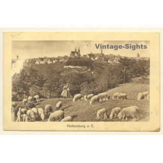 Rothenburg o.d. Tauber: Total View / Sheppard & Sheep (Vintage PC 1910)