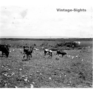 N'Djili - Kimpoko - Léopodville / Congo: Cows Out In The Steppe / Cattle (Vintage Stereo Glass Plate 1934)