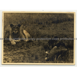 2 Lionesses Lingering In Steppe / Africa - Congo? (Vintage Photo B/W ~1930s1940s)