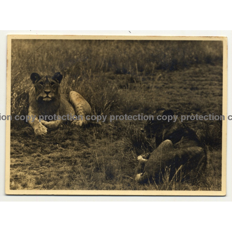 2 Lionesses Lingering In Steppe / Africa - Congo? (Vintage Photo B/W ~1930s1940s)