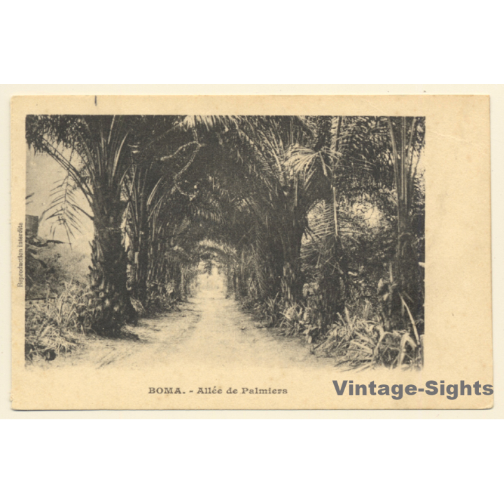 Boma / Congo Belge: Allée De Palmiers (Vintage PC 1910s/1920s)