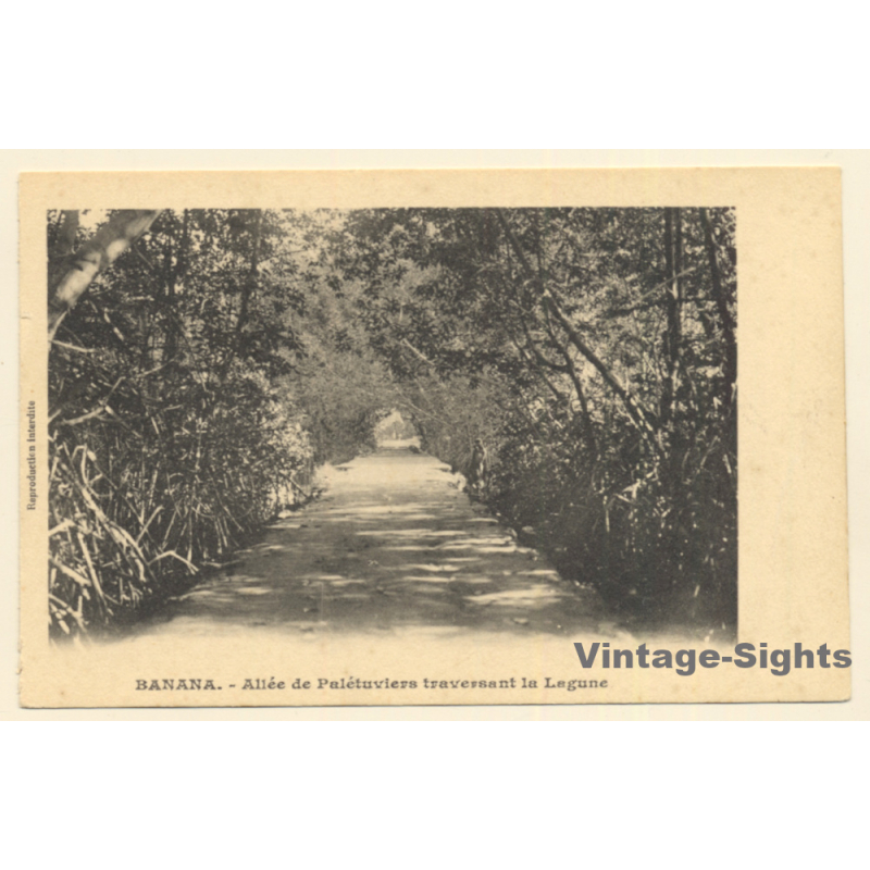 Banana / Congo Belge: Allée De Palétuviers Traversant La Lagune (Vintage PC 1910s/1920s)
