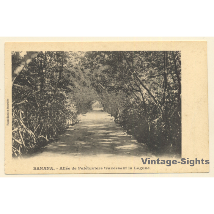 Banana / Congo Belge: Allée De Palétuviers Traversant La Lagune (Vintage PC 1910s/1920s)