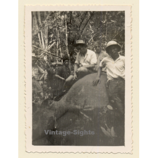 Liberia: Nativ Hunters With Killed Prey (Vintage Photo ~1950s)