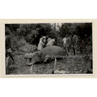 Congo Belge: Killed Rhinocerus - Big Game Hunting (Vintage Photo ~1940s/1950s)