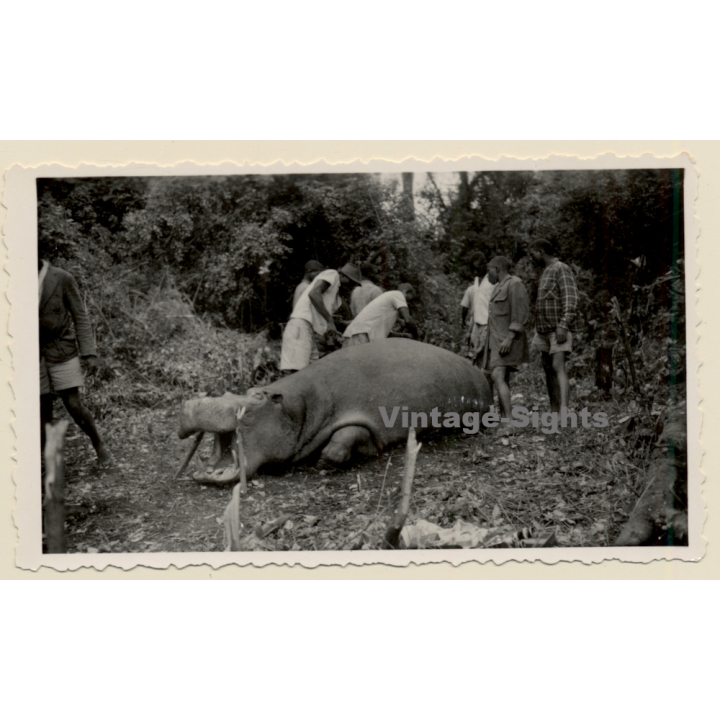 Congo Belge: Killed Rhinocerus - Big Game Hunting (Vintage Photo ~1940s/1950s)