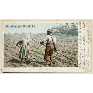 First Hoeing Of Cotton / African-American Field Workers (Vintage PC 1904)