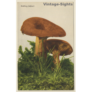 Mushroom / Pilz: Brätling (Eßbar)  (Vintage PC 1953)