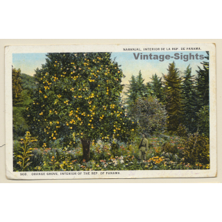 Panama: Naranjal - Orange Grove  (Vintage PC 1925)