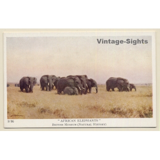British Museum: African Elephants (Vintage Artist PC 1920s/1930s)