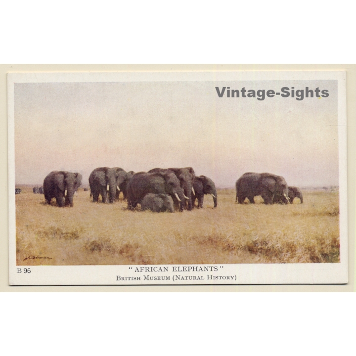 British Museum: African Elephants (Vintage Artist PC 1920s/1930s)