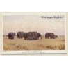 British Museum: African Elephants (Vintage Artist PC 1920s/1930s)