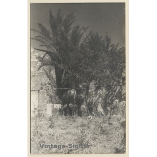 Rab / Croatia: Palm Trees Of The Monastery St. Euphemia (Vintage RPPC 1930s)