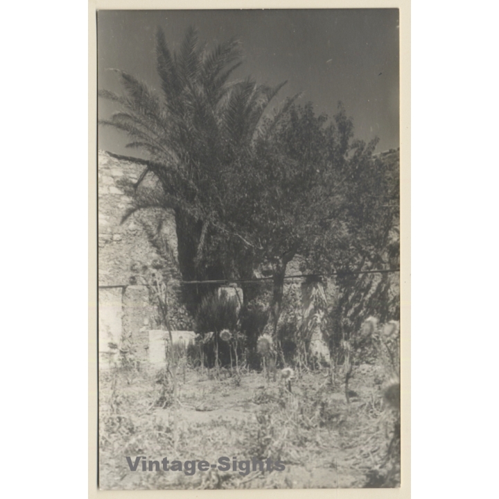 Rab / Croatia: Palm Trees Of The Monastery St. Euphemia (Vintage RPPC 1930s)