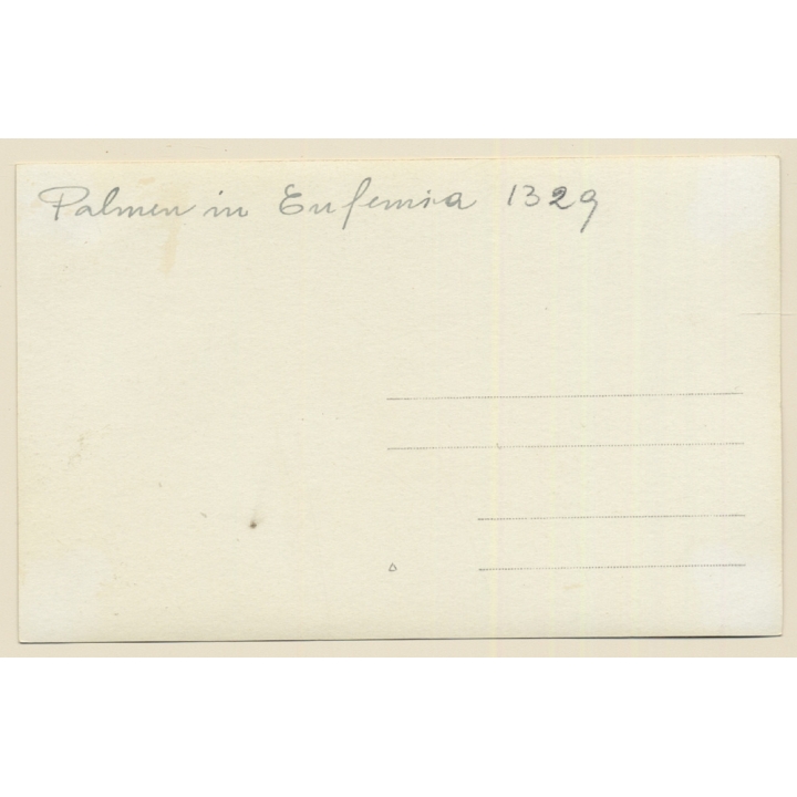 Rab / Croatia: Palm Trees Of The Monastery St. Euphemia (Vintage RPPC 1930s)