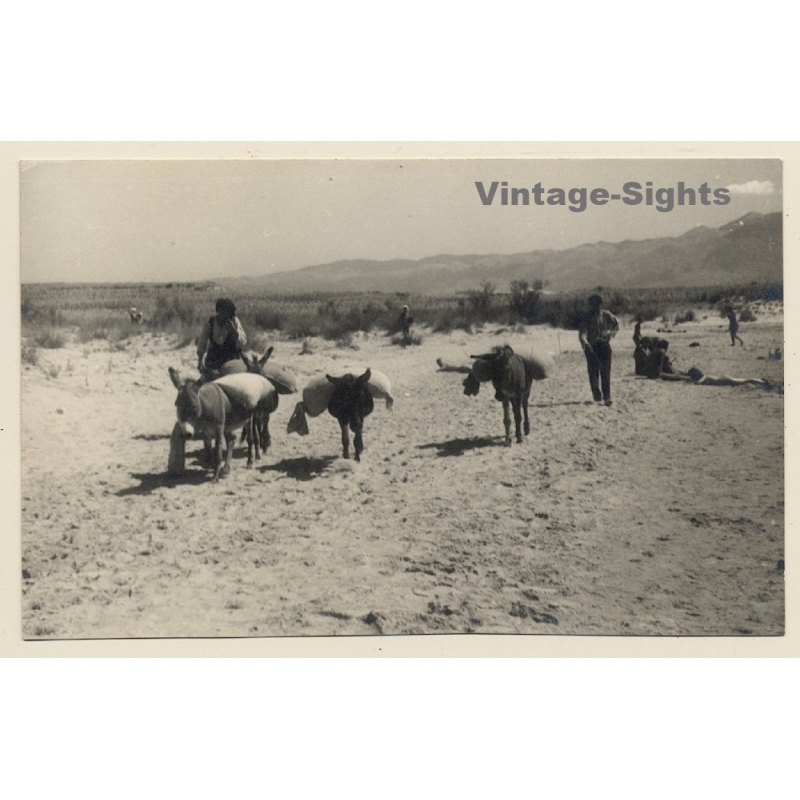Rab / Croatia: Donkey Caravan (Vintage RPPC 1930s)