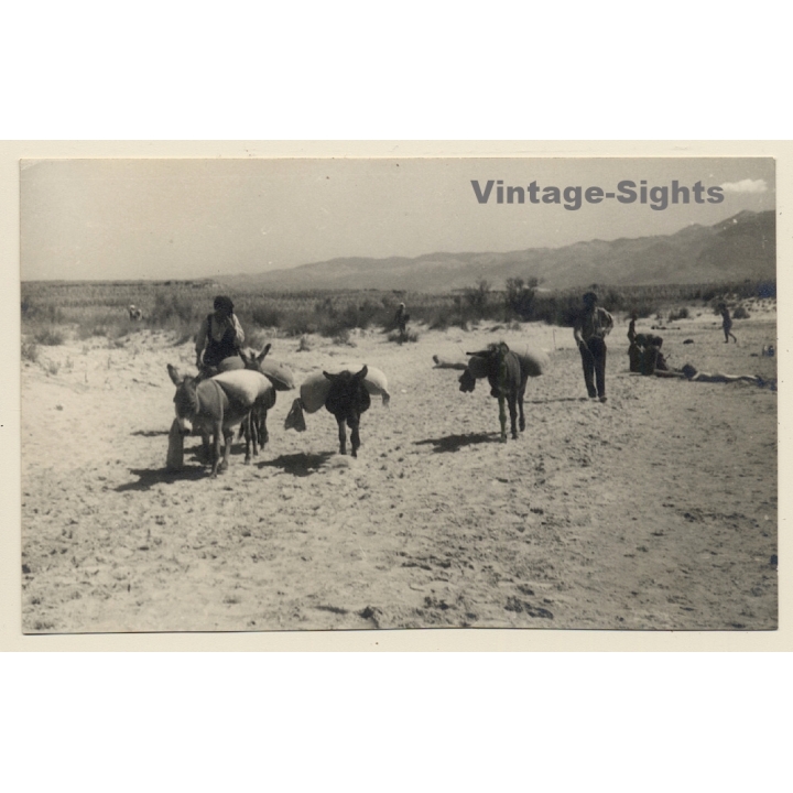 Rab / Croatia: Donkey Caravan (Vintage RPPC 1930s)