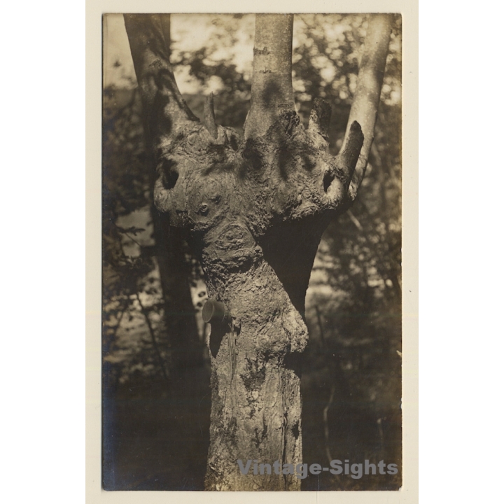 Pontoise / France: Large-Caliber Bullet Stuck In Tree - WW2 (Vintage RPPC 1930s/1940s)