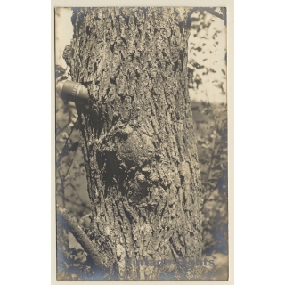 Pontoise / France: Large-Caliber Bullet Stuck In Tree*2 - WW2 (Vintage RPPC 1930s/1940s)