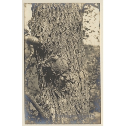 Pontoise / France: Large-Caliber Bullet Stuck In Tree*2 - WW2 (Vintage RPPC 1930s/1940s)