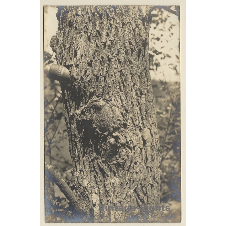 Pontoise / France: Large-Caliber Bullet Stuck In Tree*2 - WW2 (Vintage RPPC 1930s/1940s)