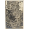 Pontoise / France: Large-Caliber Bullet Stuck In Tree*2 - WW2 (Vintage RPPC 1930s/1940s)