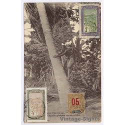 Madagascar: Malgache Grimpant Sur Un Cocotier (Vintage PC 1920)