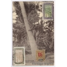 Madagascar: Malgache Grimpant Sur Un Cocotier (Vintage PC 1920)